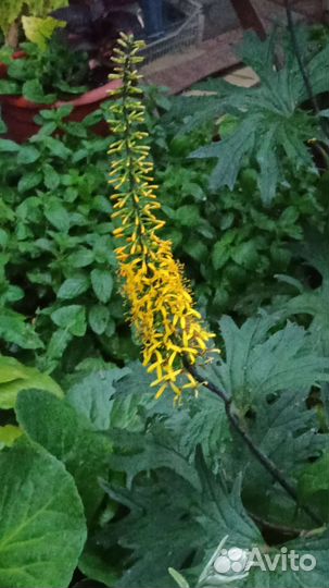 Многоленгие цветы