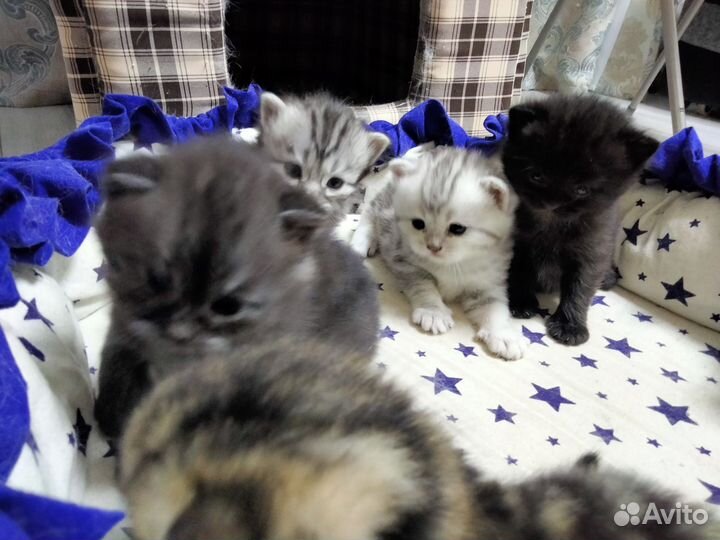 Шотландские котята