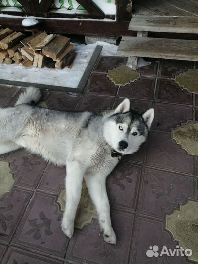 Сибирский хаски мальчик для вязки