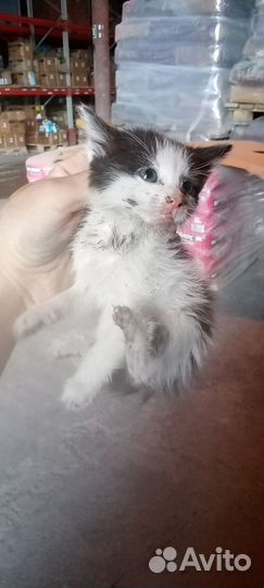 Котята отдам в добрые руки бесплатно