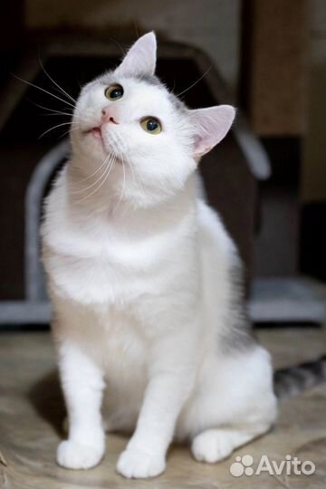 Кот Фунтик