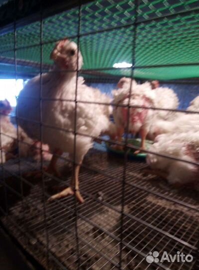 Бройлеры кобб 500