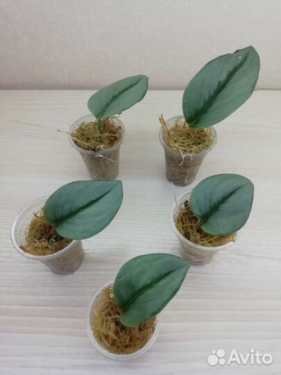 Сциндапсус Moonlight