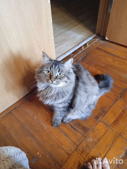 Отдам кота в добрые руки