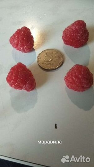 Саженцы малины разных сортов