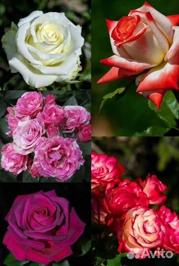 Кустовые розы (саженцы) цветы