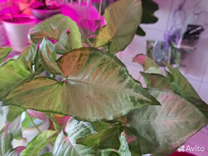 Сингониумы