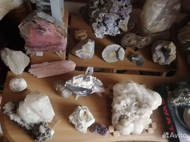 Снптарии. Аммониты. Пирит. Жеоды. Окаменелости