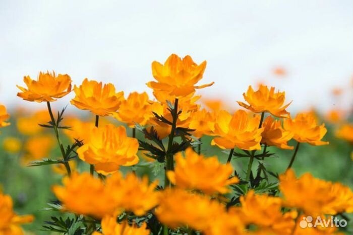 Купальница растение