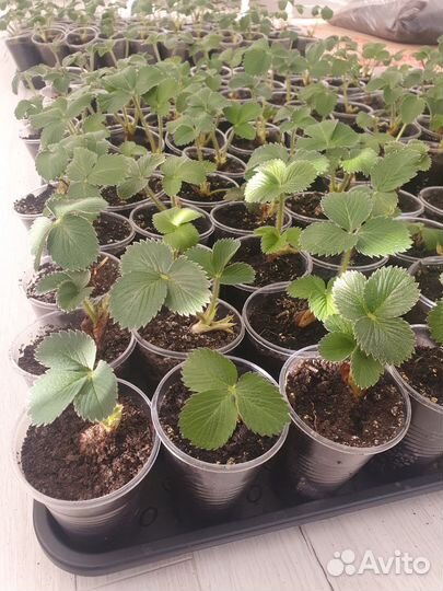 Рассада клубники