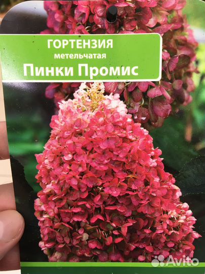 Гортензия Промокс Метельчатая