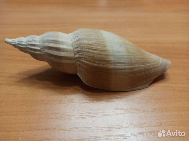 Морская раковина