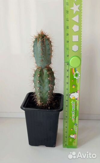 Кактус цереус Лазурный (голубой)