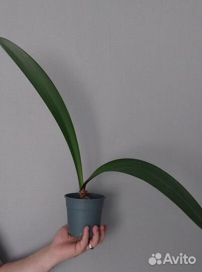 Гиппиаструм