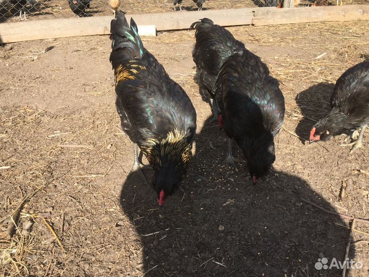 Куры молодки петушки леггорн джерси амераукана рчб