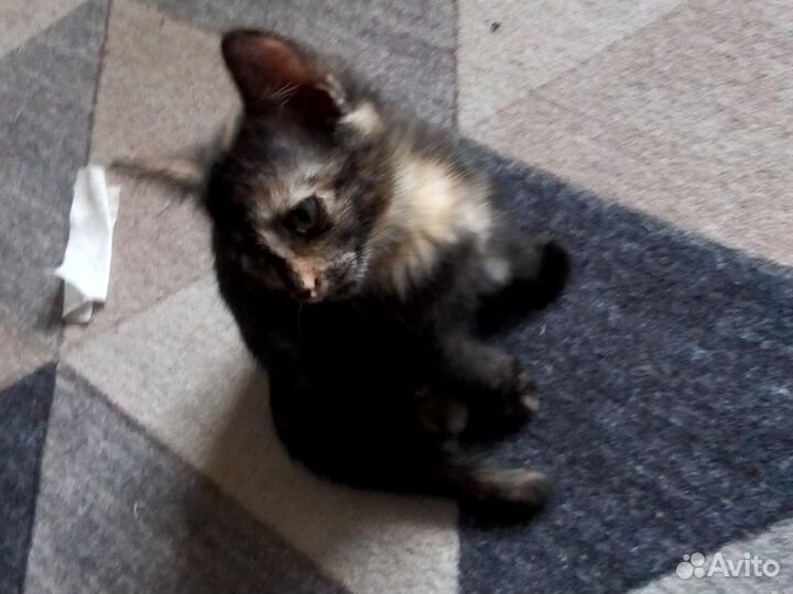 Котята в добрые руки бесплатно