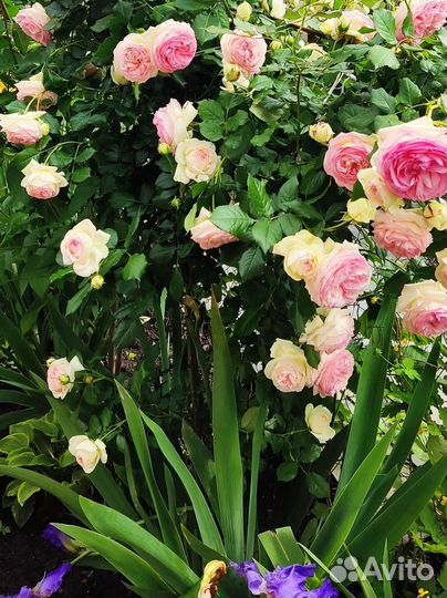 Плетистая роза Пьер де Ронсара