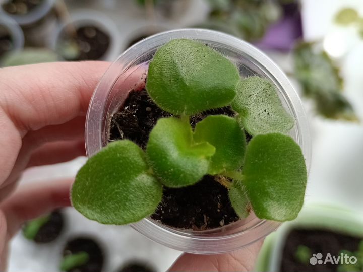 Детки фиалок