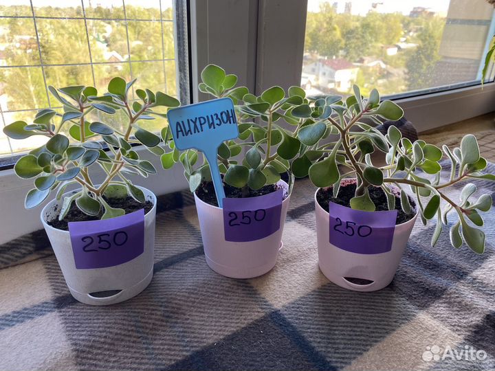 Комнатные растения