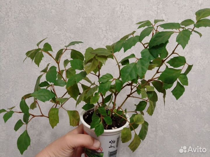 Циссус березка