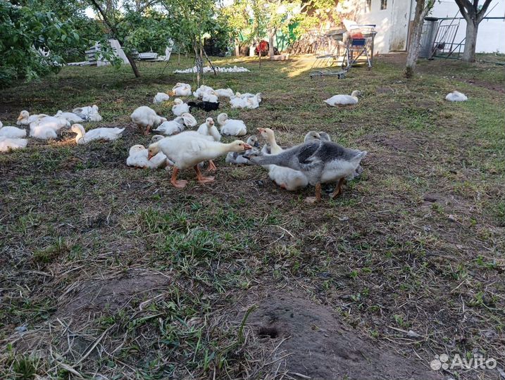 Яйца перепелиные домашние