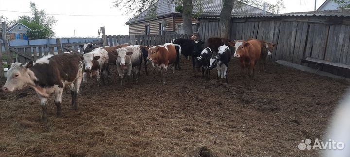 Продаю бычков 15 голов