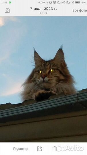 Кошка мей-кун