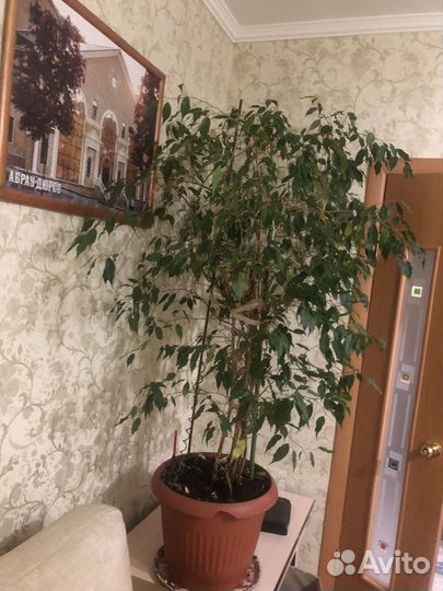 Фикус бенджамина большой