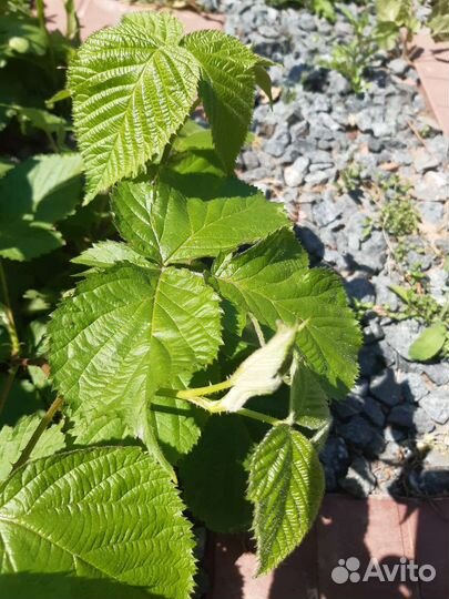 Саженцы черной и желтой малины, вишни и ежевики