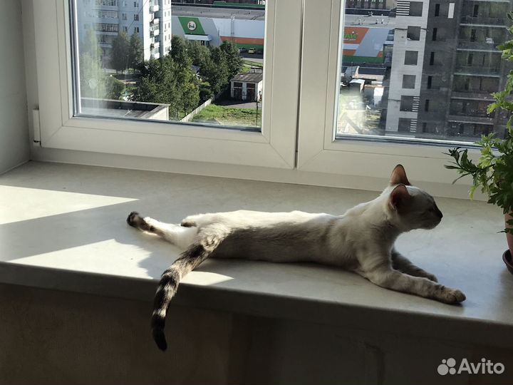 Бенгальский кот