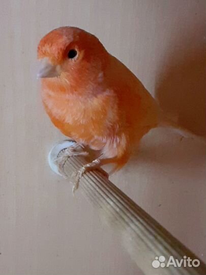 Кенар Цветной