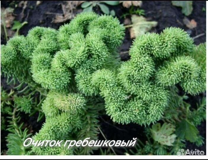 Очиток гребешковый и др