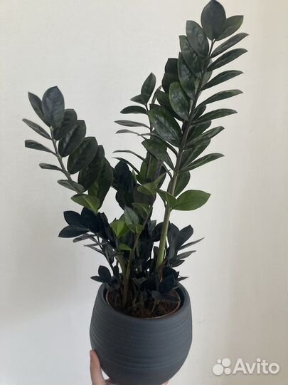 Замиакулькас,цикас