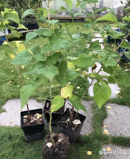 Малиновое дерево таруса