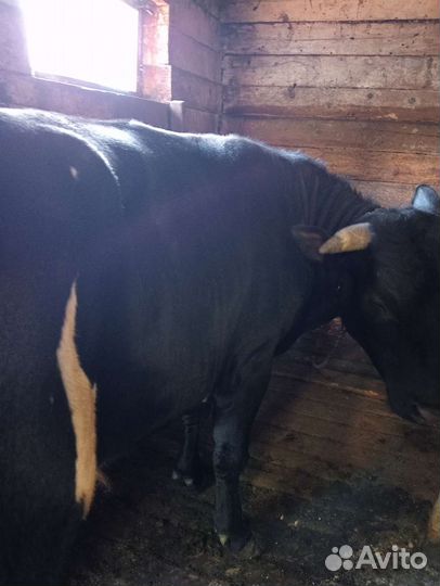 Быки и корова