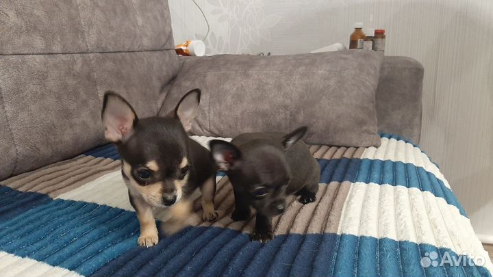 Щенки чихуахуа девочки