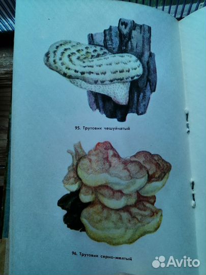 Книга Грибы