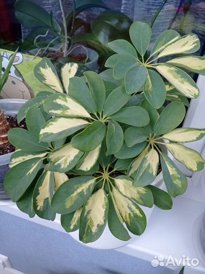 Шефлера пятнистая