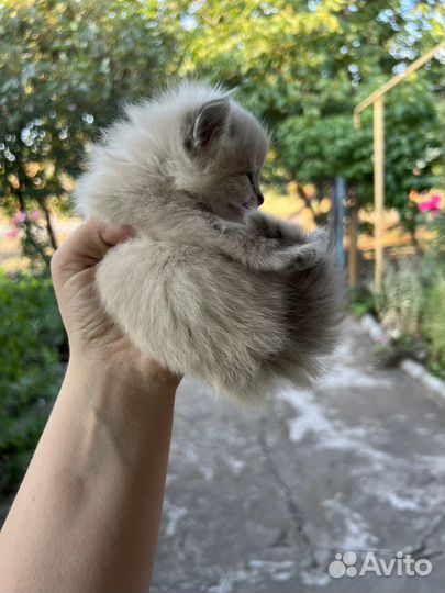 Котенок бесплатно