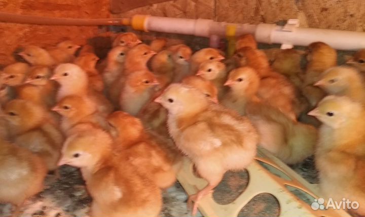Цыплята