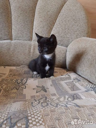 Черный котенок Мальчик
