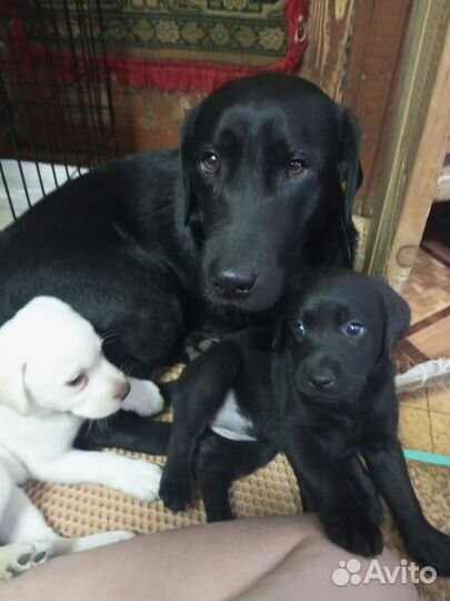 Щенки лабрадора