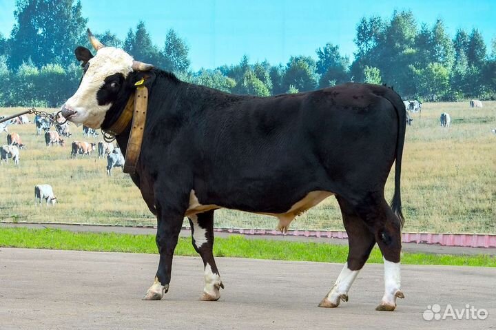 Корова и Быки