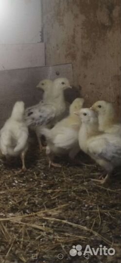 Цыплята подрощенные