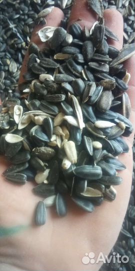 Семечка спк кормовая для животных