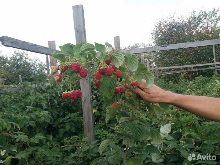 Саженцы малины летней и ремонтантной