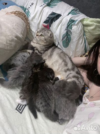 Котята в очень добрые руки