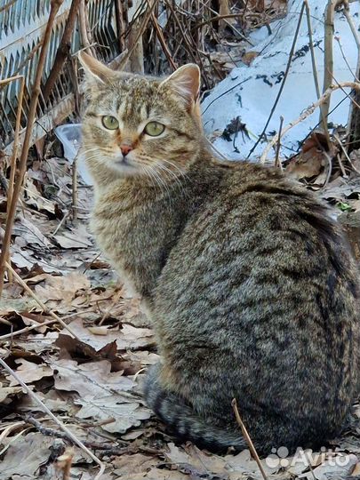 Кошечка в добрые руки