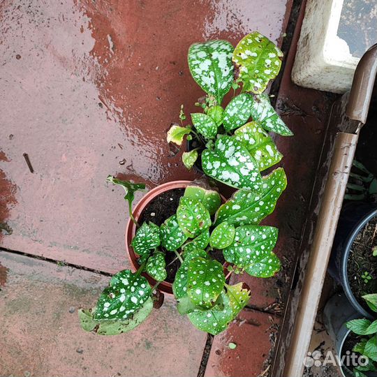 Медуница пятнистая. Бадан