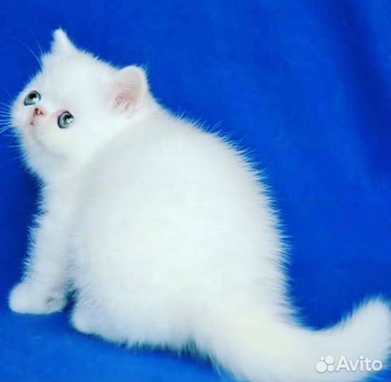 Белая экзотическая малышка